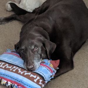 Meet your Posher, Barb